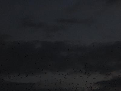 Прикрепленное изображение: IMG_0185.JPG